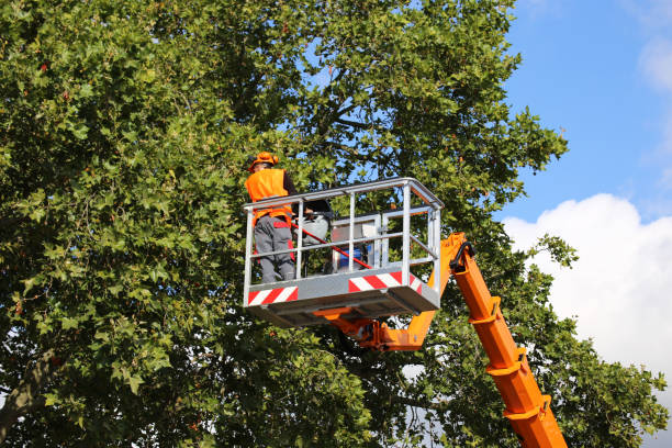 How Our Tree Care Process Works  in  Sandy Springs, GA