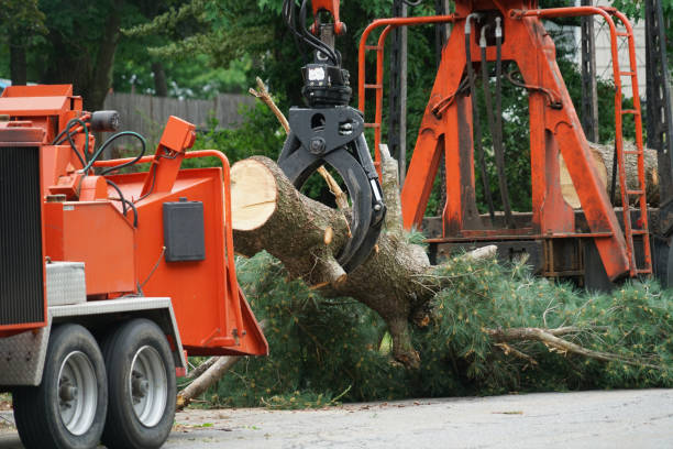 Best Tree Maintenance Programs  in Sandy Springs, GA